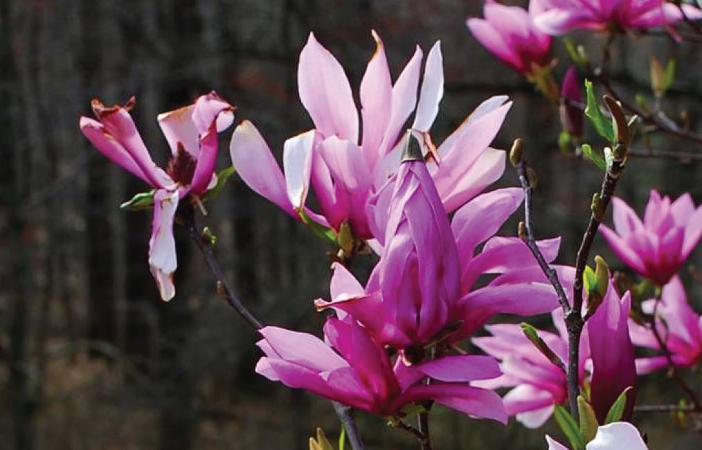 Магнолия звездчатая/ Magnolia stellata