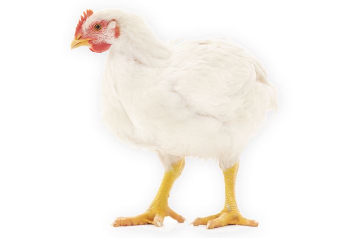 Почему у курицы отказали ноги: причина и лечение?