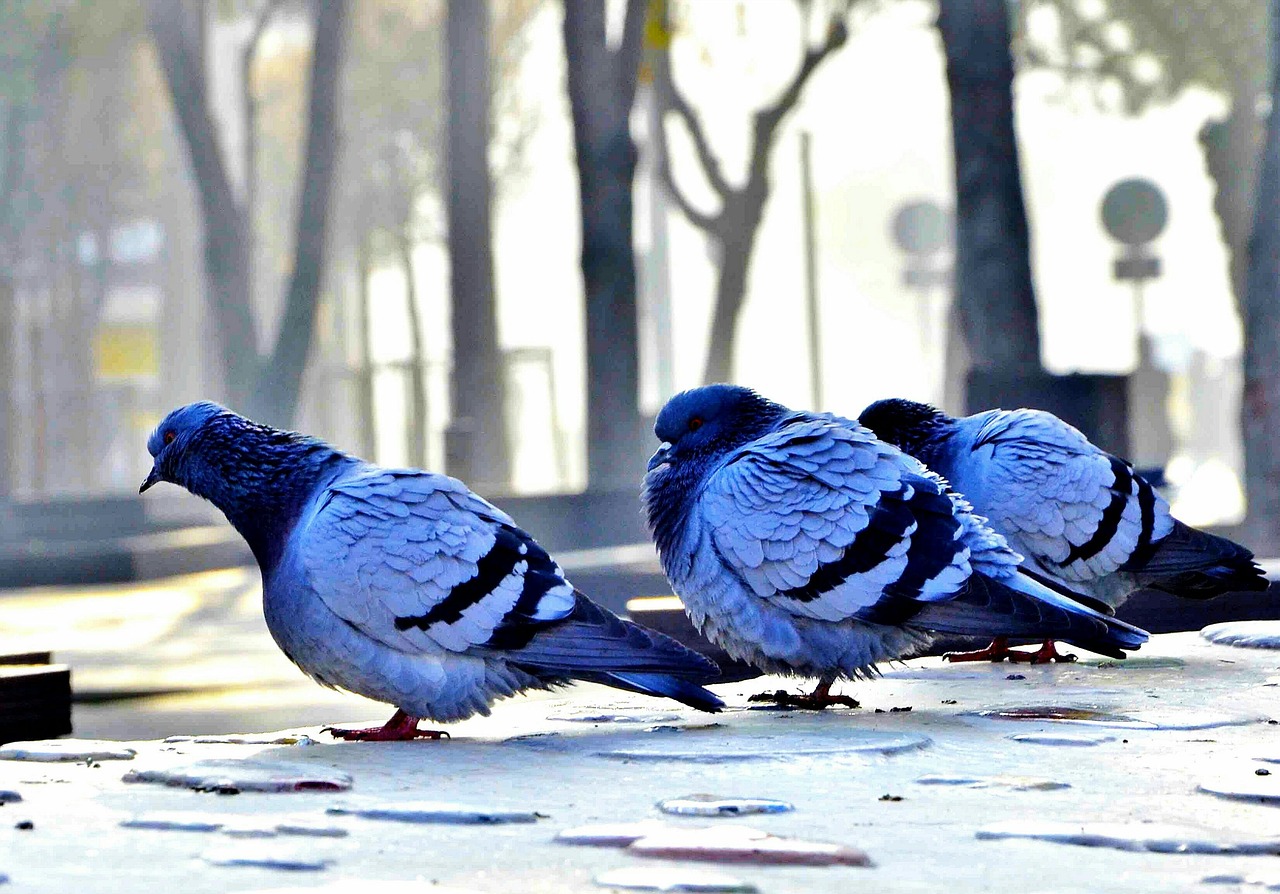 Pixabay.com